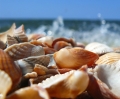 She Sells RESALE Sea Shells by the Seashore thanks to TGtbT.com